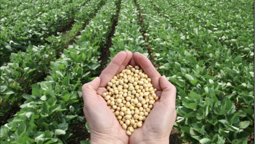 Hands holding a handful of soybeans in a soybean field 