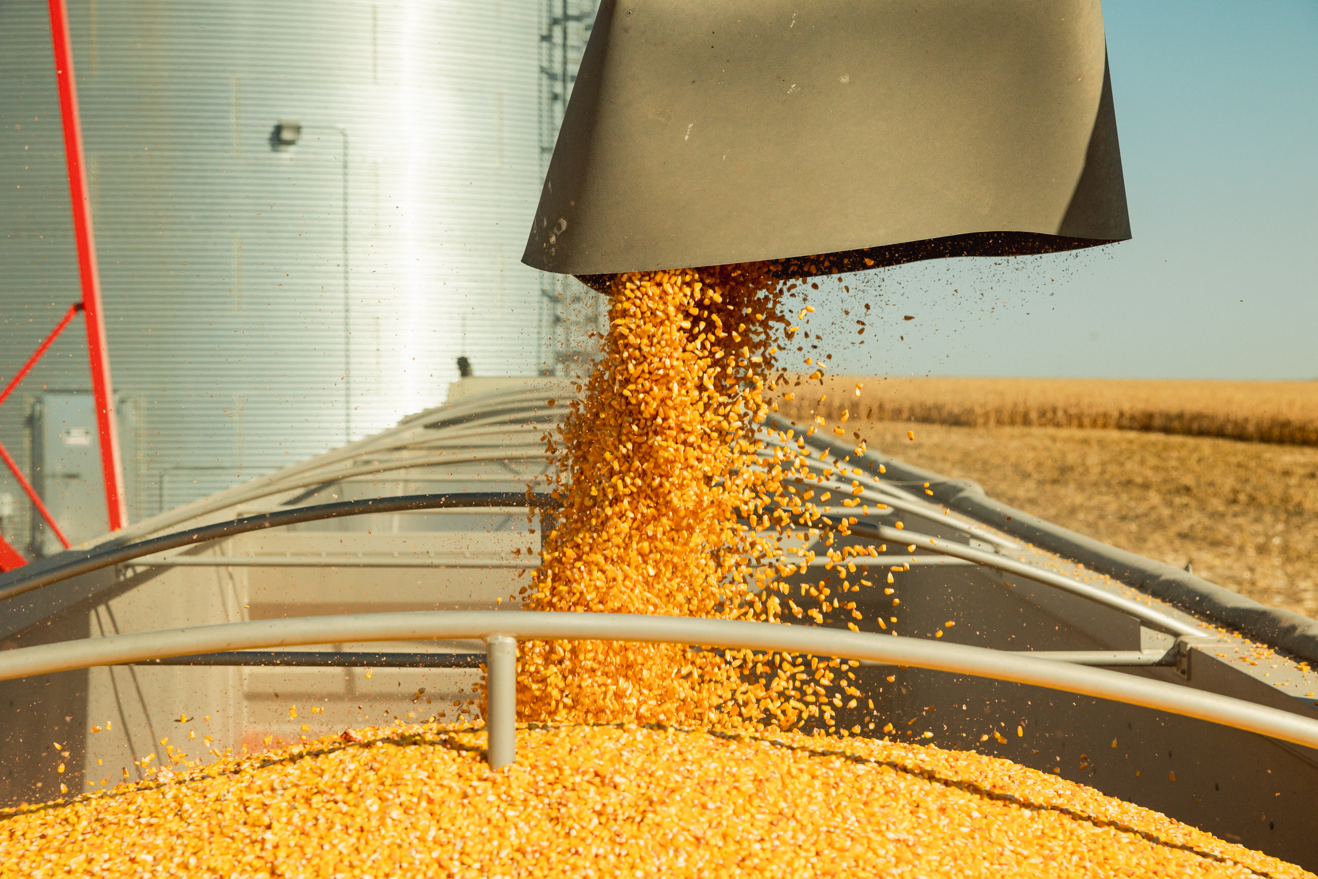 Corn Harvest