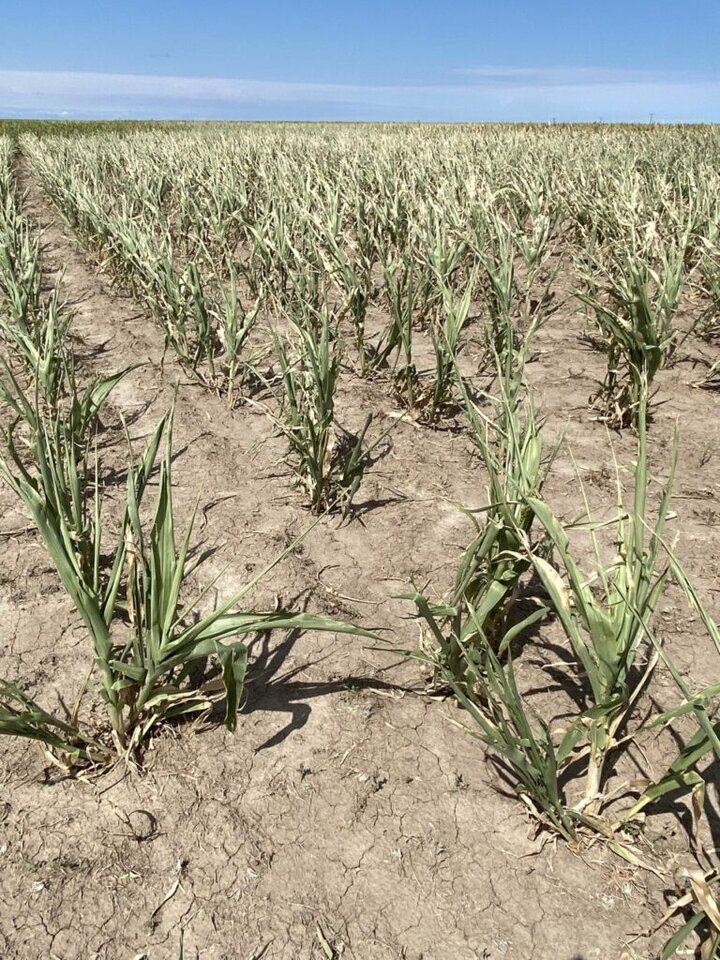 Drought stressed crops in Kansas