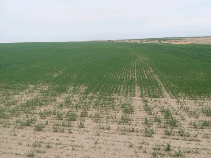 Struggling Kansas Winter Wheat