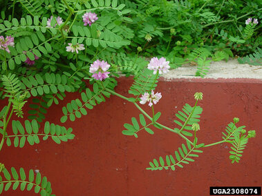 The pinnately compound foliage on a crownvetch plant