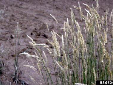 A closeup of crested wheatgrass in a dry, disturbed area