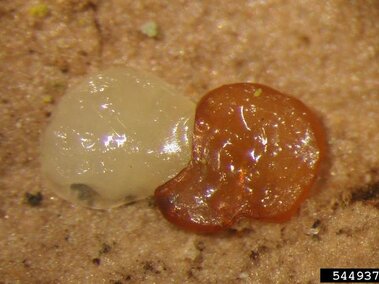 Emerald ash borer eggs.