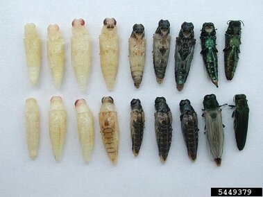 Emerald ash borer insects showing their life cycle from pupae to adult. 