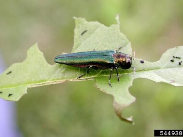 An adult emerald ash borer feeding on an ash tree leaf.
