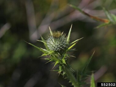 A closeup of the stem and spiky green head of a bull thistle prior to its flowers blooming