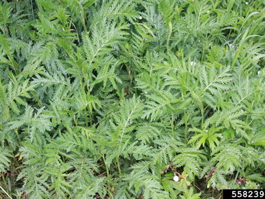 Common tansy's fern-like green foliage