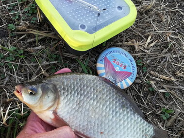 An individual holding a golden carp in their hand