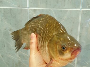 An individual holding a prussian carp fish