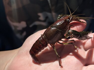 An individual holding a dark red swamp crayfish in the palm of their hand