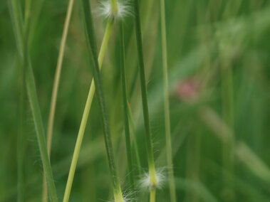 A closeup of the hairy culms on Caucasian bluestem