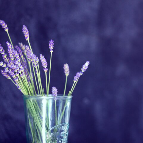 Lavender Sugar Syrup