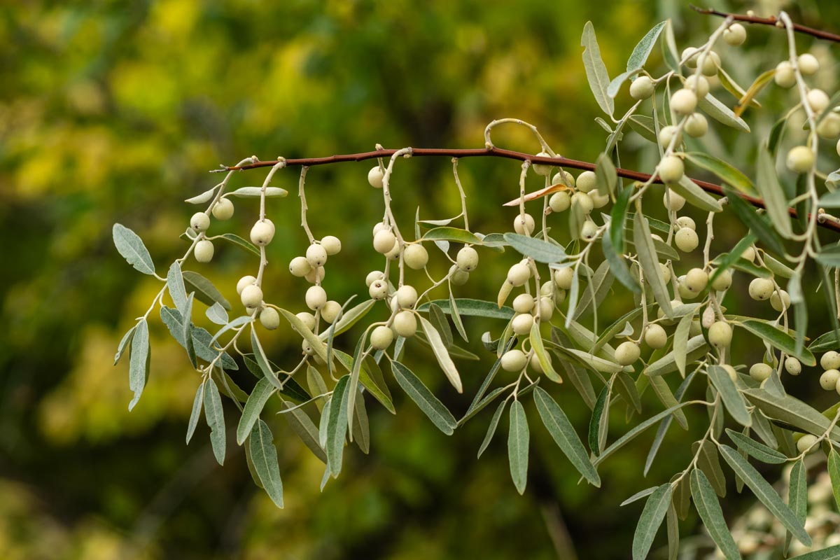 A closeup of a Russian olive branch with leaves and fruit
