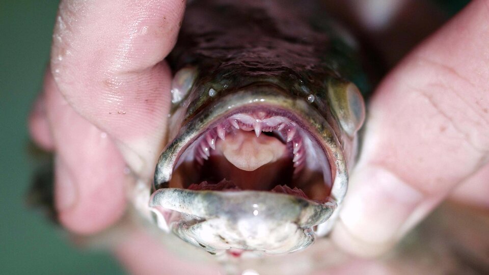 An individual holding open the mouth of an adult snakehead fish to show its sharp teeth