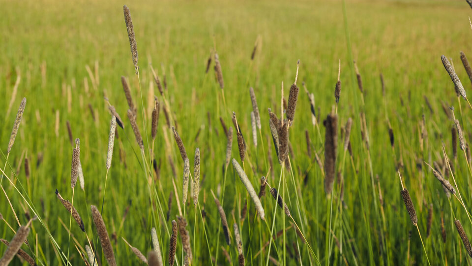 A field of creeping foxtail plants with some brown seedheads visible.