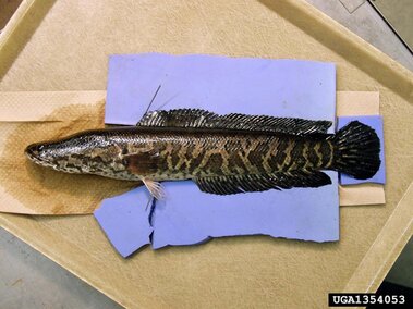 An adult snakehead fish laid out on a tray