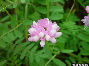 The pinkish-white flower cluster on a crownvetch plant
