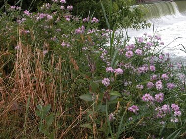 An infestation of crownvetch