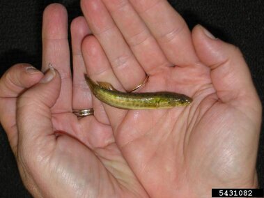 A juvenile snakehead fish being held in an individual's hands
