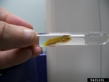 A live juvenile snakehead fish inside a laboratory test tube with water