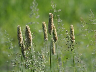 A closeup of several creeping foxtail seedheads standing upright in a field