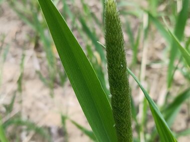 A closeup of a creeping foxtail seedhead with its leaf clasped on the stem