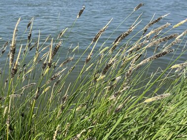 A cluster of creeping foxtail plants growing near a waterbody