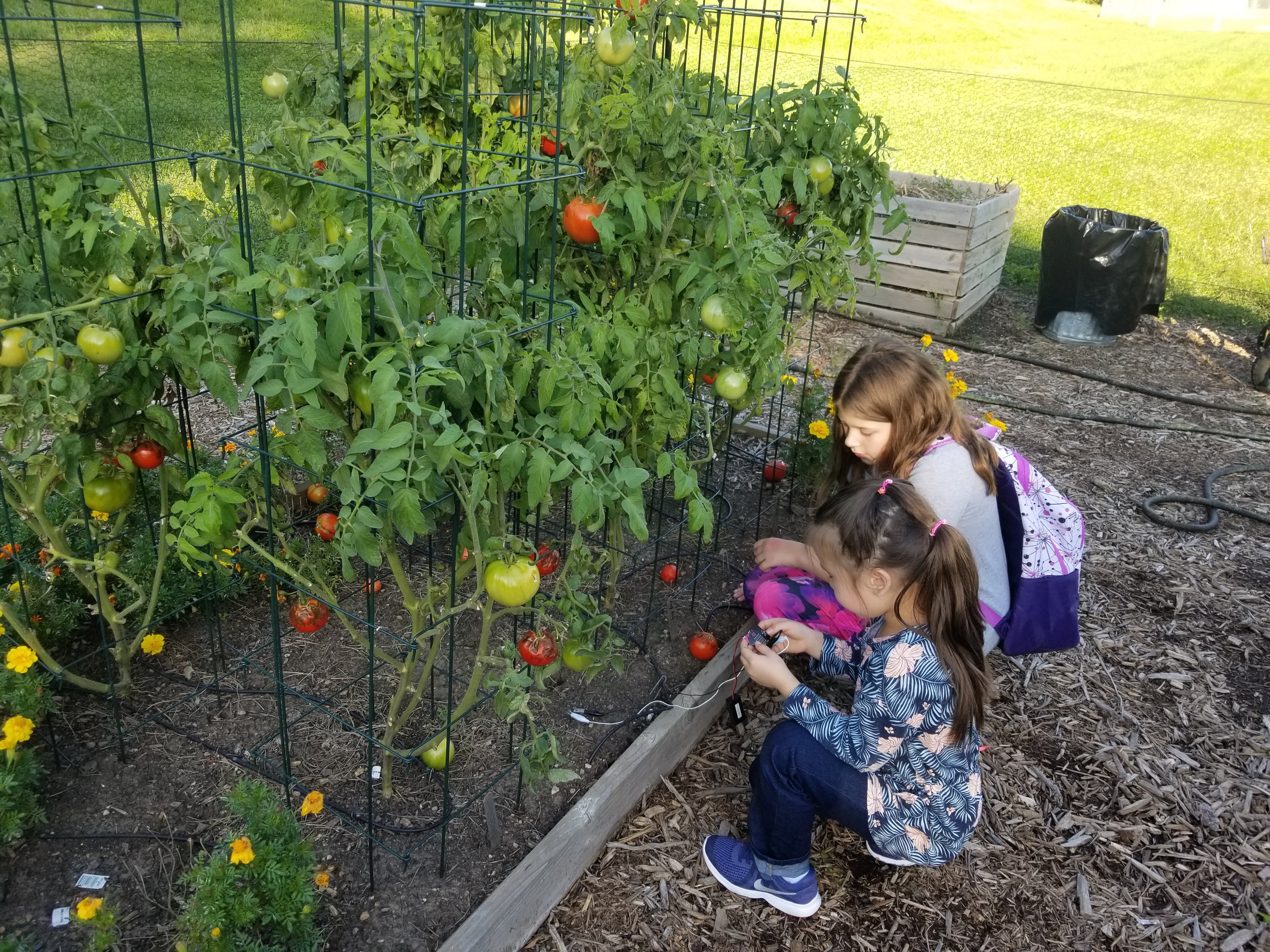 Two girls measuring soil moisture in school garden